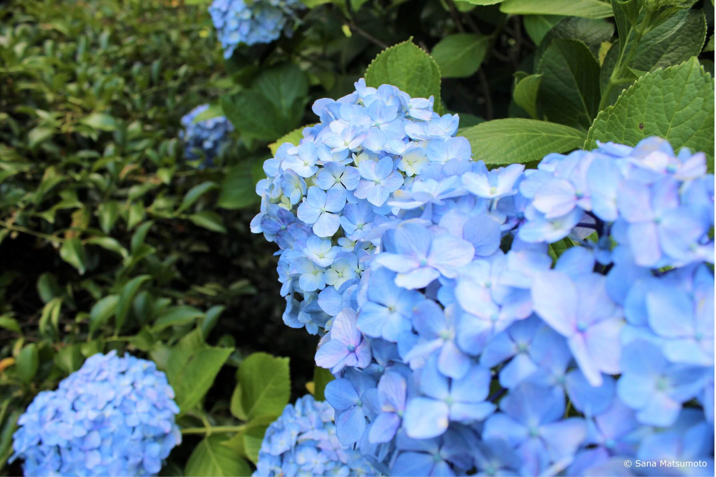 Blue Flower
