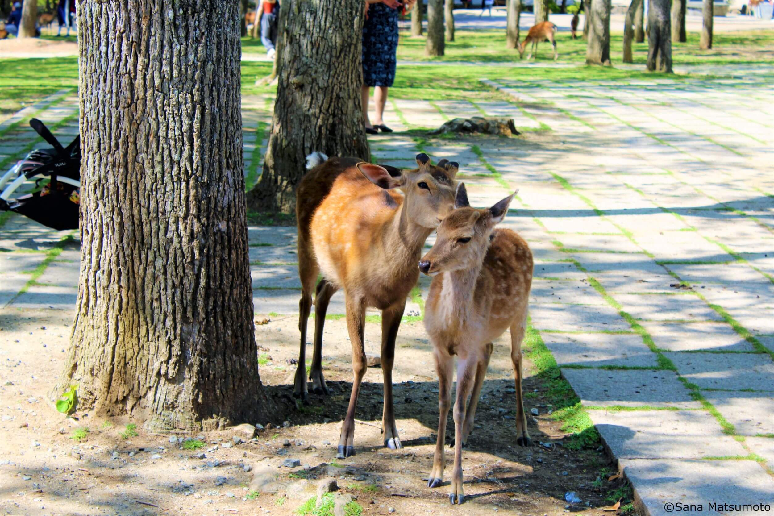 Nara Deer